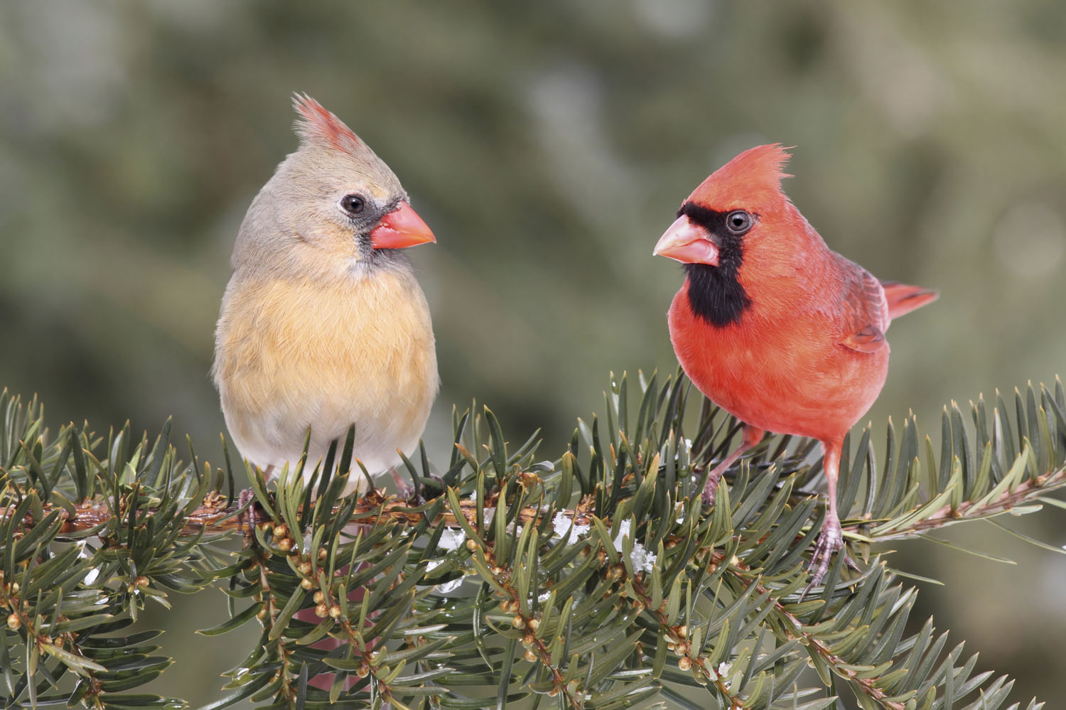 EarthTalkNationalWildlifeWeek