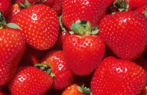 Sweet Strawberries strawberry