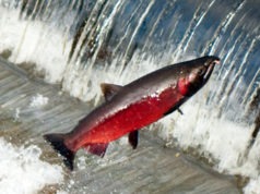 efisheries