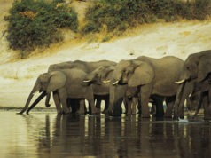 eafricanele